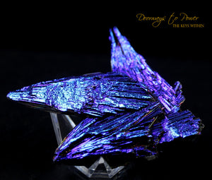 Black Kyanite Aura Angel Wing Crystal