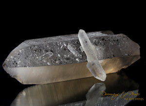 Golden Smoky Lemurian Dolphin Quartz Crystal