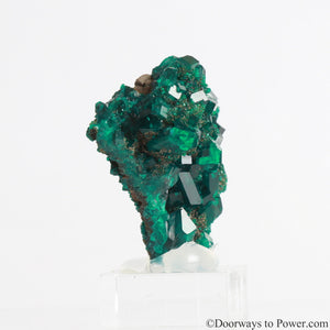 Dioptase Prosperity Crystal Specimen A +++ Museum Quality