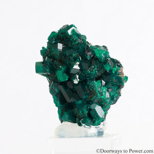 Dioptase Prosperity Crystal Specimen A +++ Museum Quality
