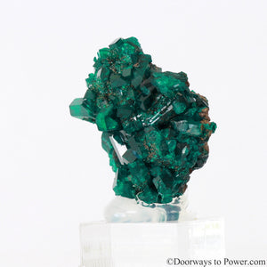 Dioptase Prosperity Crystal Specimen A +++ Museum Quality