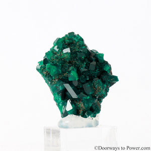 Dioptase Prosperity Crystal Specimen A +++ Museum Quality