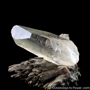 Golden Healer Lemurian Record Keeper Lightning Struck Crystal