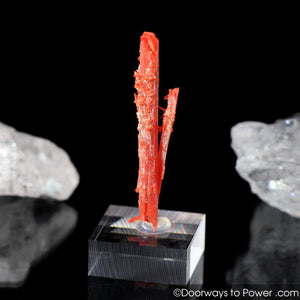 Amazing Crocoite Twin Crystal Specimen Tasmania A +++