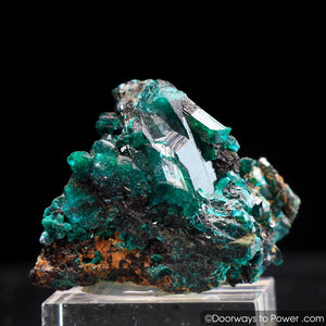 Dioptase Mineral Specimen A ++ 'Collectors Quality'