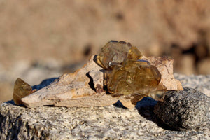 Barite Specimen with Angel Wings