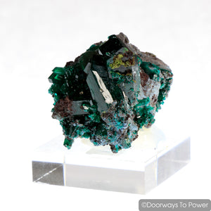Dioptase Mineral Specimen Prosperity Crystal 'Collectors Quality'