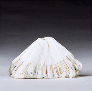 Scolecite Crystal Synergy 12 Stone