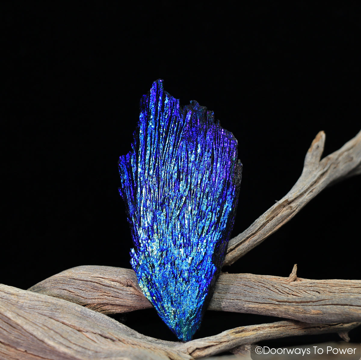 Magical Aqua Aura Black Kyanite Angel Wing Crystal