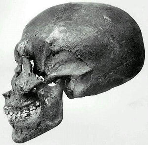 Black Tourmalinated Akhenaten Elongated Crystal Skull 'Ancient Code'