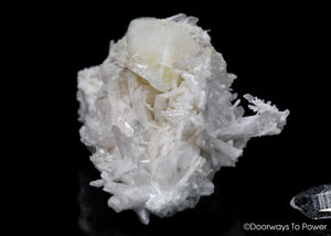 Danburite Synergy 12 Crystal