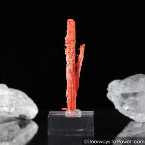 Amazing Crocoite Twin Crystal Specimen Tasmania A +++