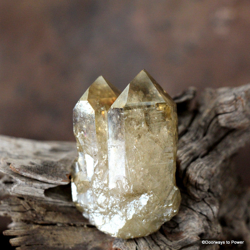 Golden Aura Lemurian Seed Quartz Pleiadian Starbrary Twin Crystal
