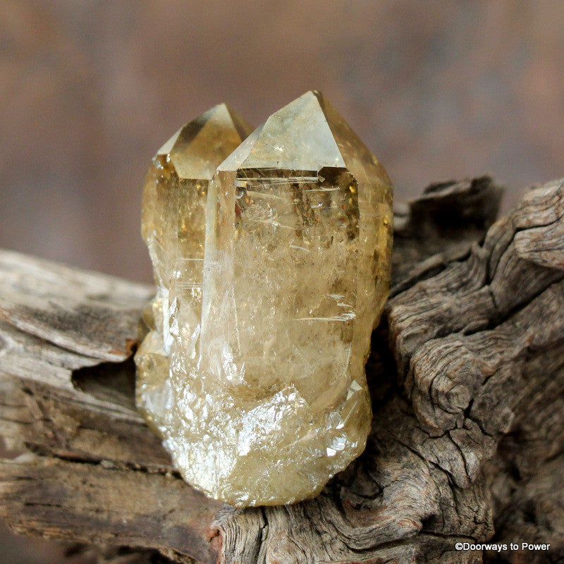 Golden Aura Lemurian Seed Quartz Pleiadian Starbrary Twin Crystal