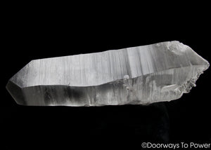 Smoky Black Phantom Lemurian Seed Quartz Inner Child Dolphin Crystal 