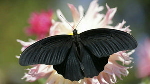 Lemurian Penetrator Quartz Temple Heart Dow Master Crystal 'Black Butterfly'