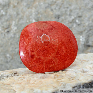 Magical Crimson Red Kundalini Coral Palm Stone