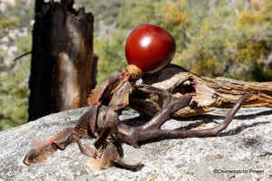 Shamanic Gourd Rattle 20"